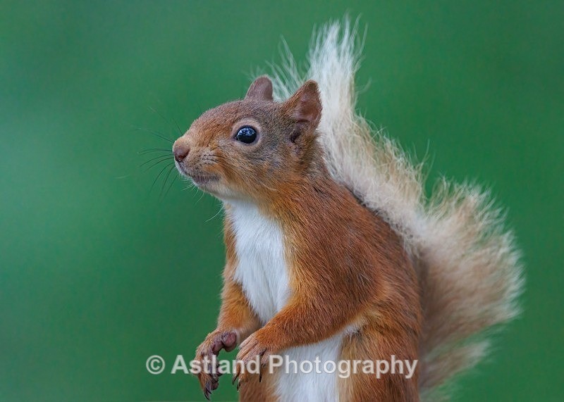 Red Squirrel - Latest Images