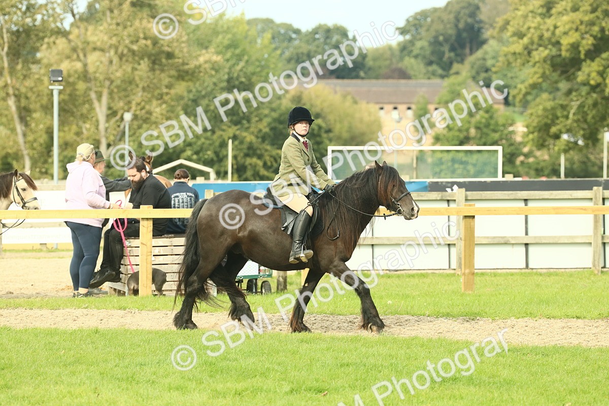 SBM_69347 - S58 - Mini Show Cob Ridden