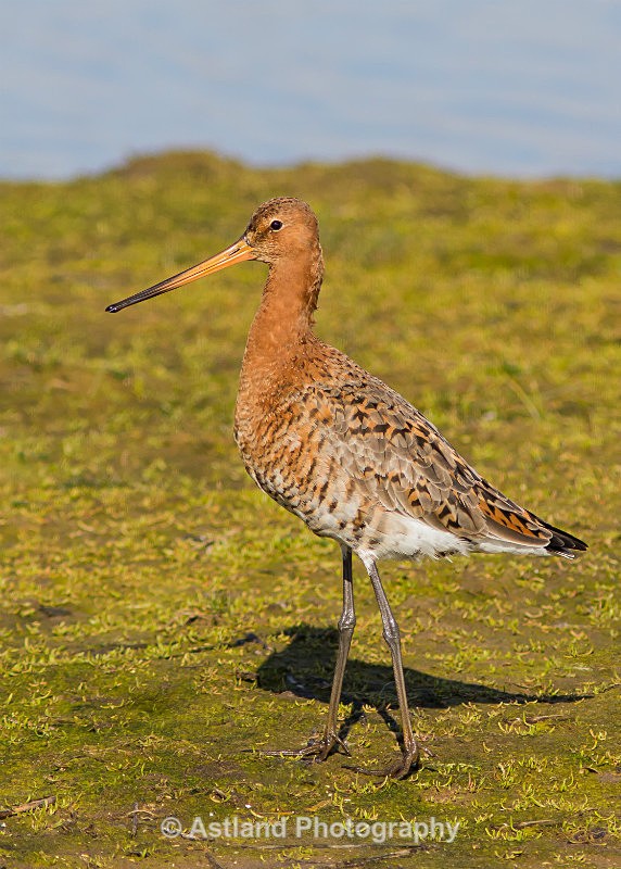 Astland Photography, Bird and Wildlife Images, Susan and Peter Wilson, U.K.