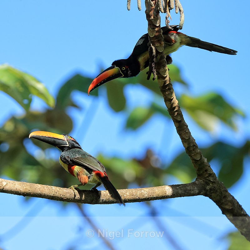 Pair of Fiery-billed Aracaris, Costa Rica - Fiery-billed Aracari