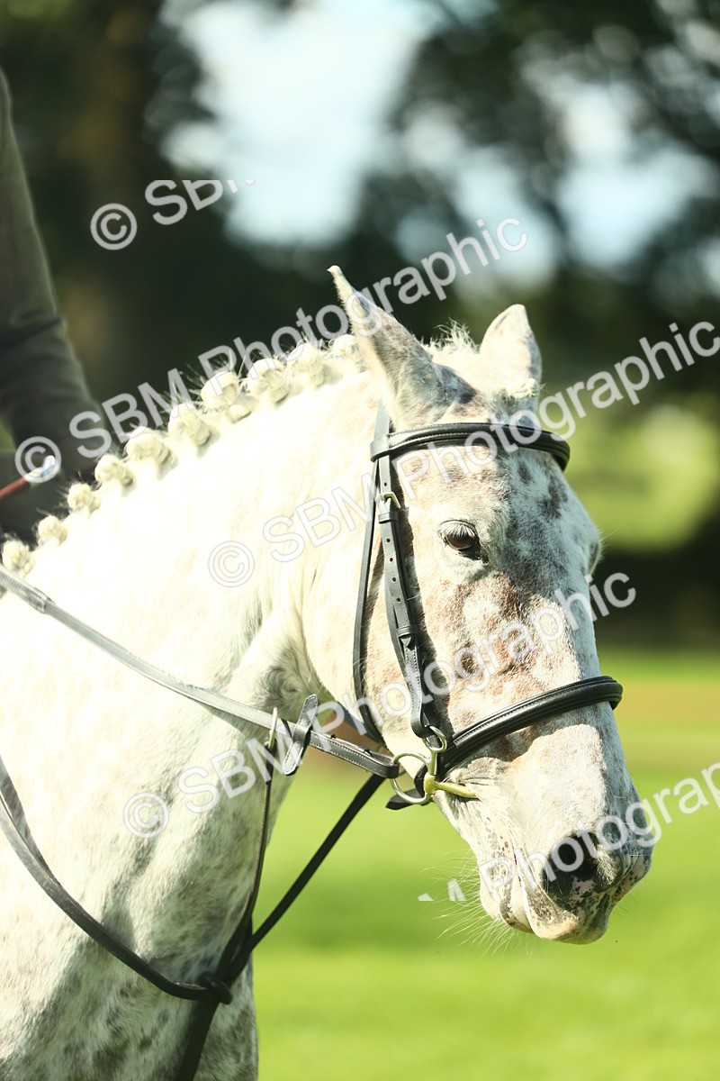 SBM_39263 - S29 - Novice & Newcomers Working Hunter Pony