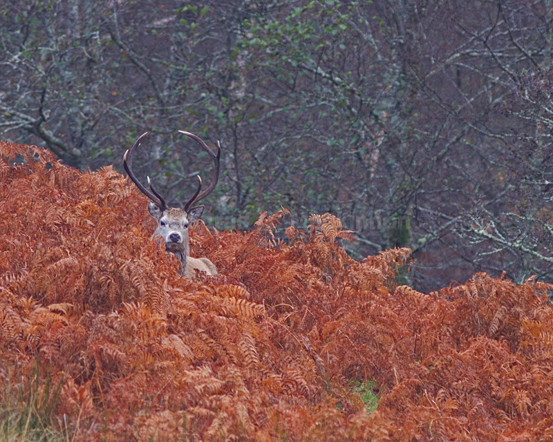 Red in Bracken - wild and free