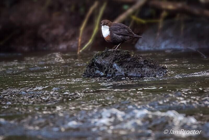 Dipper (Cinclus cinclus) on River Maine, County Antrim. - Nature