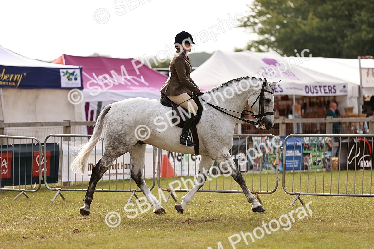 SBM_10847 - Class 81-84 - RIHS Ridden hunters Inc Ladies Hunter