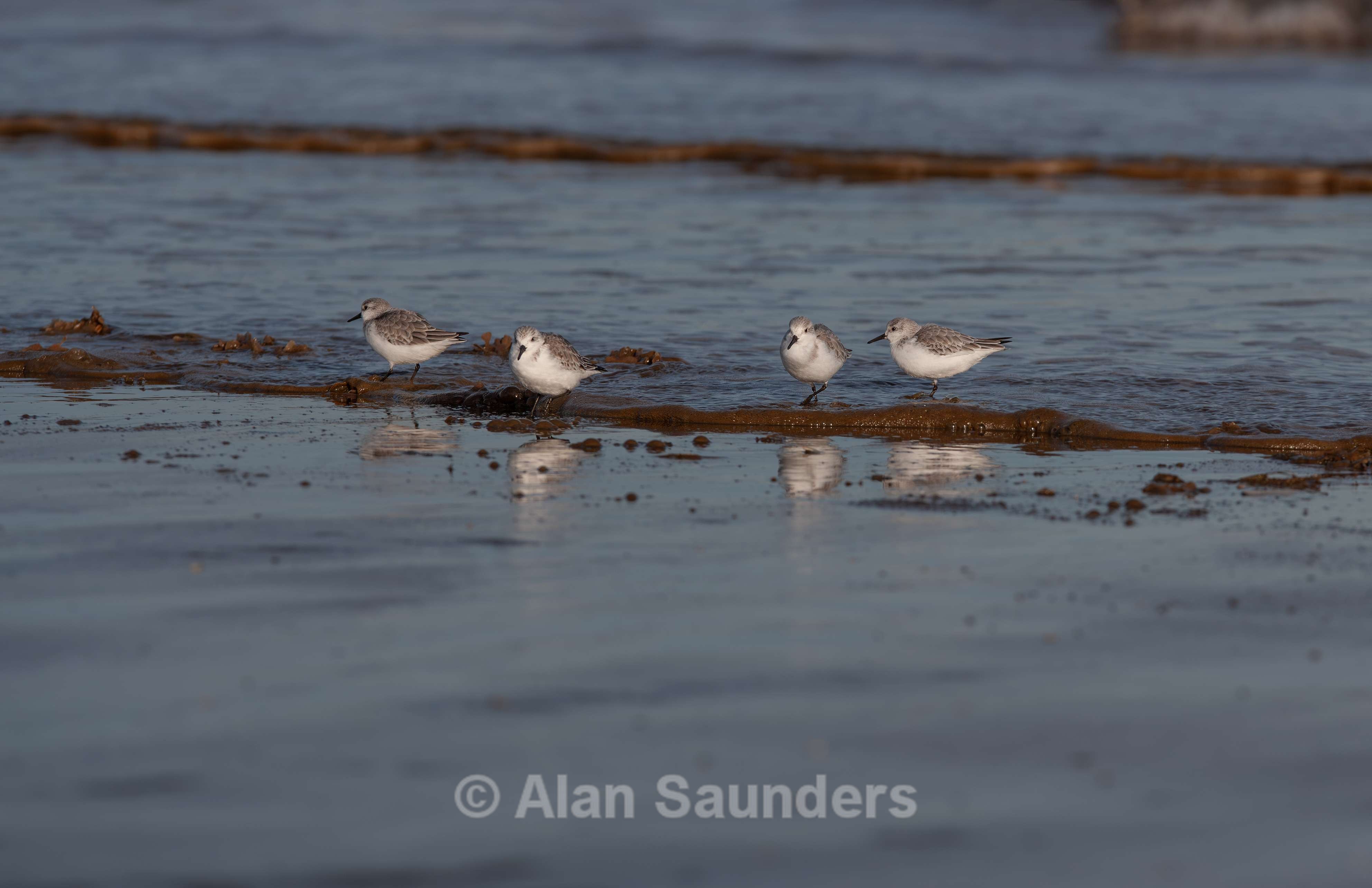 Sanderling 4