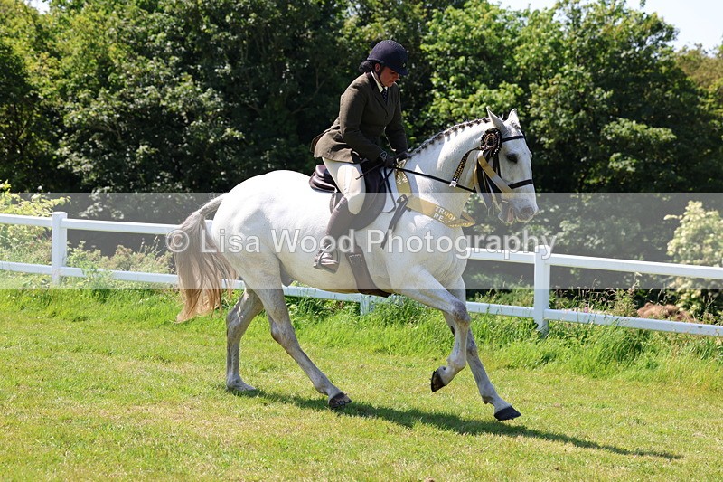 3E7A8149 - Working Hunter Championship