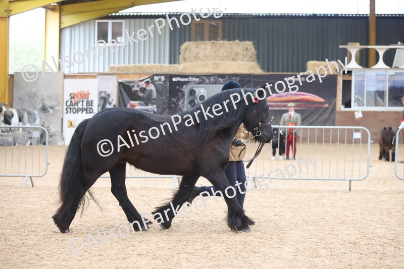 20251109-1070 - Class 29 - Geldings 4 Years and over