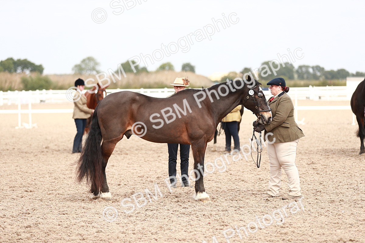 SBM_13280 - Class 208 IH Veteran Horse