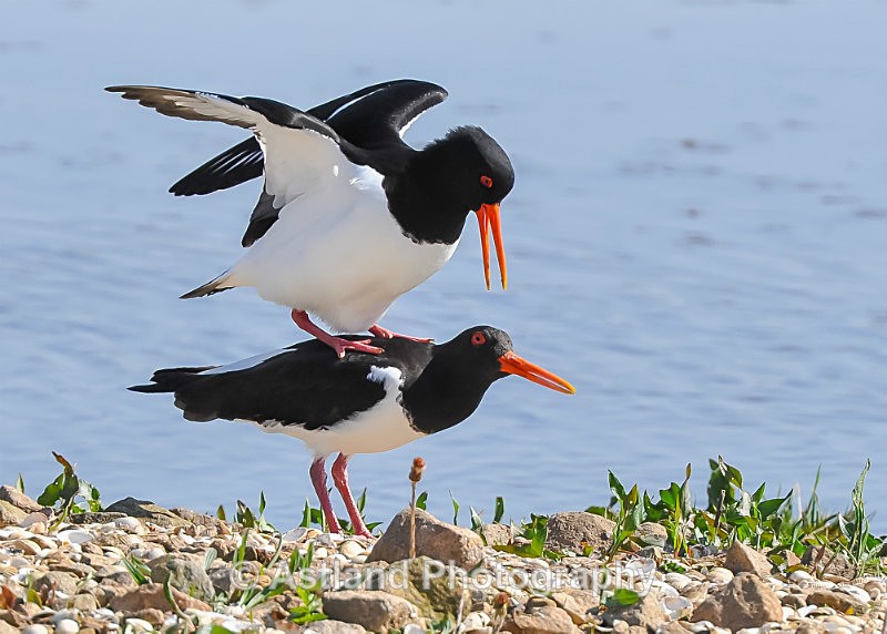 Astland Photography, Bird and Wildlife Images, Susan and Peter Wilson, U.K.