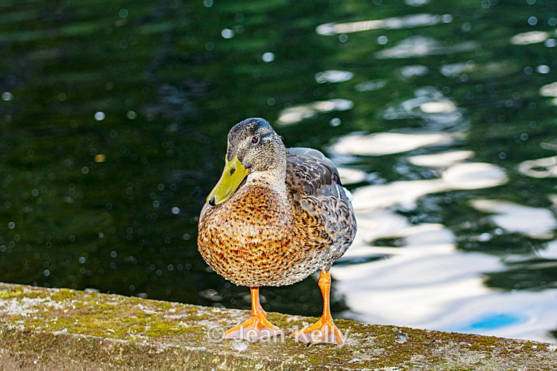 Mallard Duck - DSC_9359_00010 - Birds