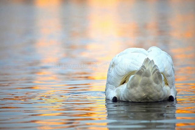 Mute swan feeding underwater in Somerset_043 - Birds, swans and gulls
