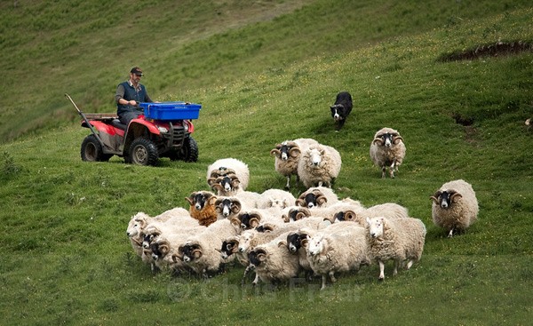 Gathering the Flock - Farming/Agriculture