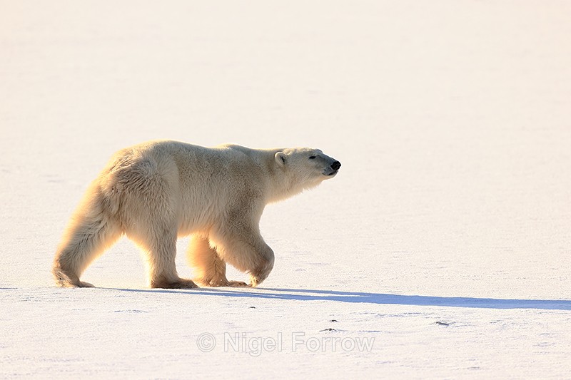 Male Polar Bear side-lit on frozen lake, Churchill, Canada - Polar Bear
