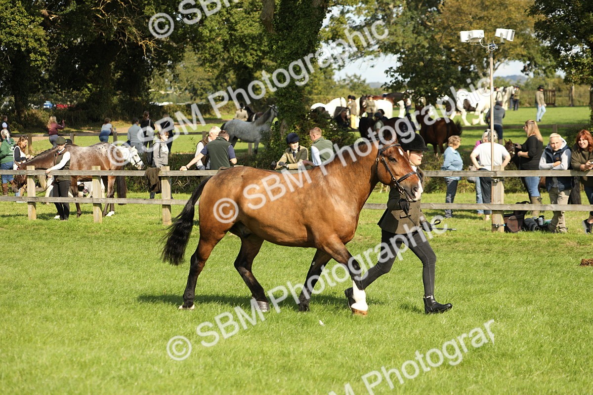 SBM_62349 - S45 - Mini Show Cob In Hand