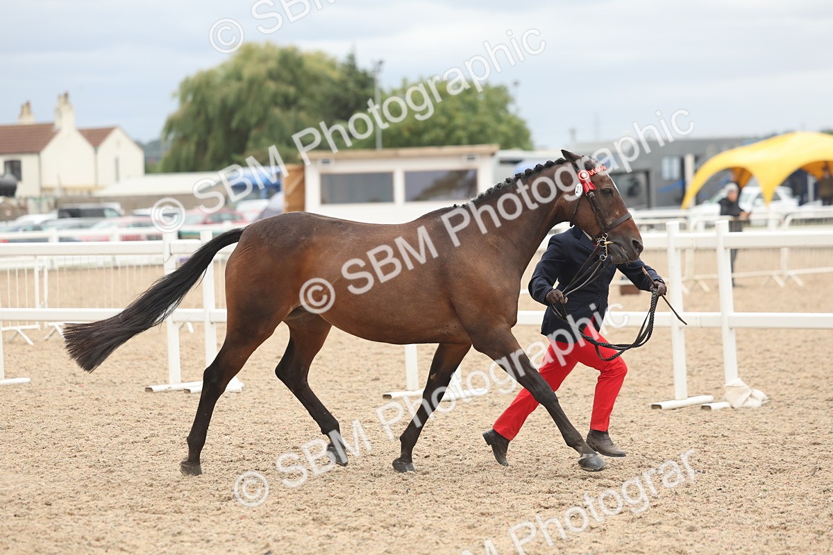 SBM_19260 - Class 317 - IH Pure Bred Horse-Pony