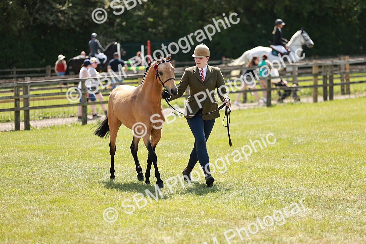 SBM_05577 - Class 41-45 - Riding Pony-Hunter Pony Breeding