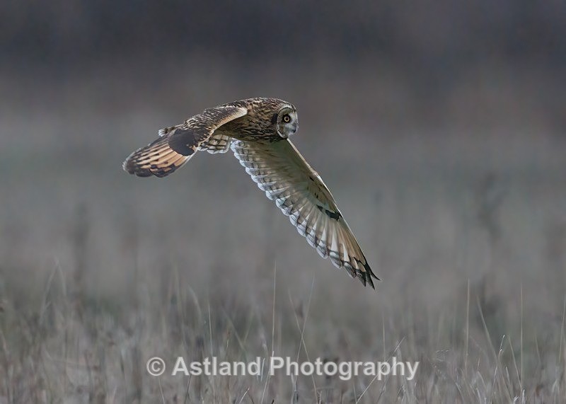Short-eared Owl - Latest Images