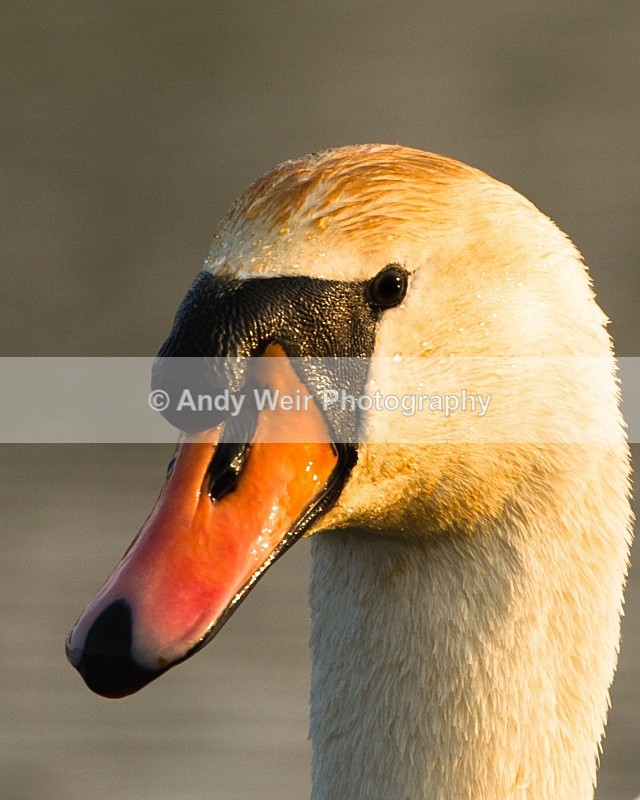 20110328-IMG_3028-2 - Mute Swan