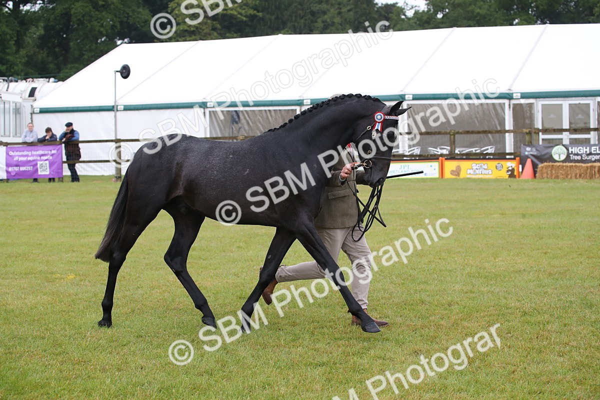 SBM_00070 - Class 17-20 - Arab & Part Bred - Anglo Arab In Hand