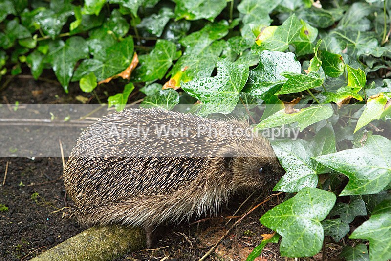 20140614-3K8A2447 - Mammals