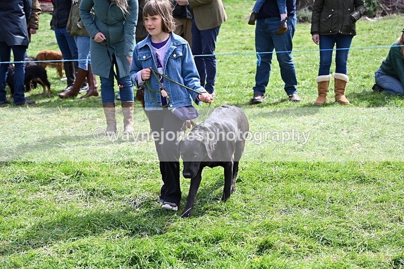 WJ6_8940 - Class 8 Best Working / Gun Dog or Bitch