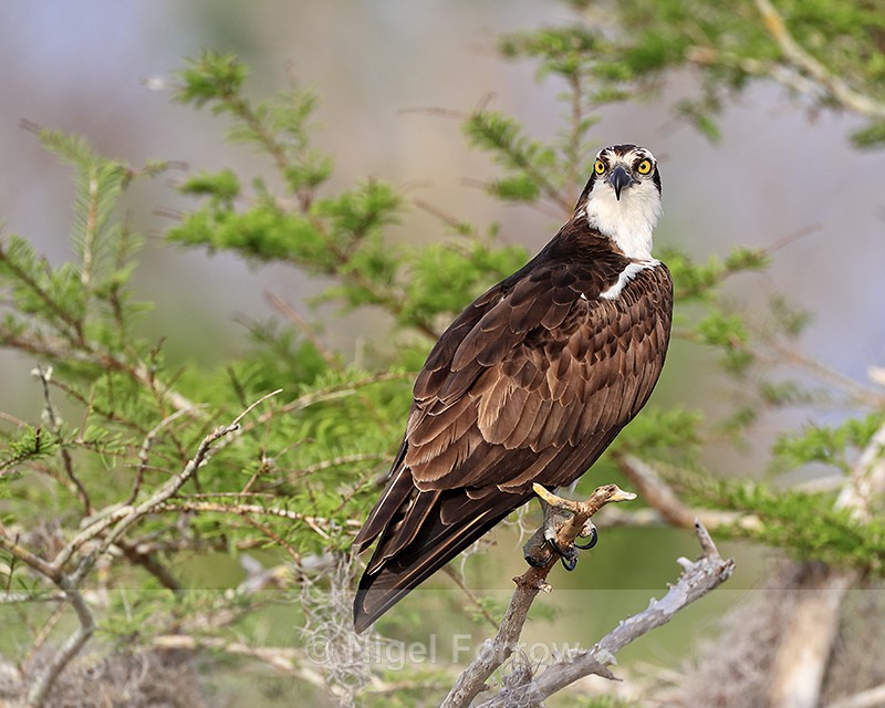 Close approach to Osprey, Blue Cypress Lake, Florida - Osprey