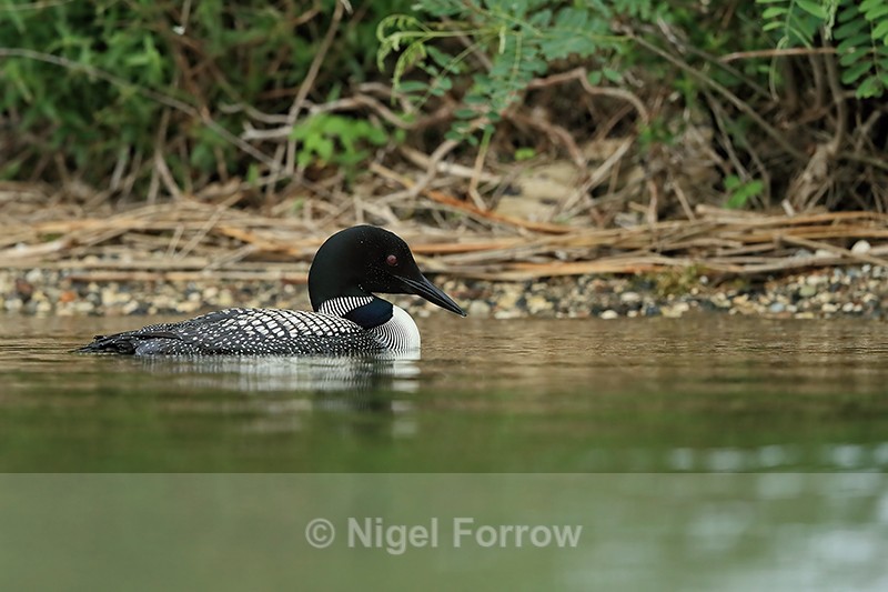 Common Loon near shore, Minnesota, USA - Great Northern Diver