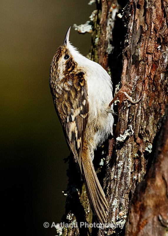 Astland Photography, Bird and Wildlife Images, Susan and Peter Wilson, U.K.