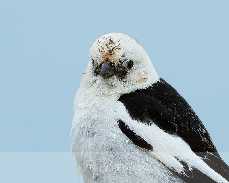 Snow Bunting (male) close-up, Jokulsarlon, Iceland - Snow Bunting