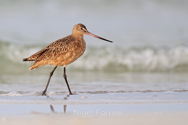 Marbled Godwit breaking wave background, Fort De Soto Park, Florida - Marbled Godwit