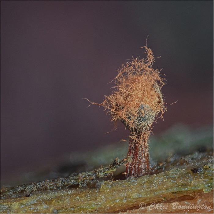 Metatrichia floriformis sporulating - Other nature