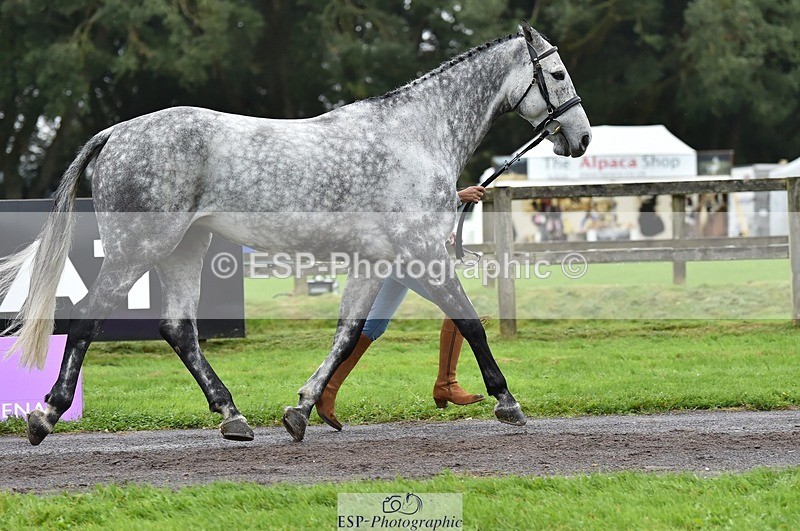 231018-122022-00222 - 028-BOLEYBAWN.COOLEY.LADY-Claire.Fielding-TrotUp