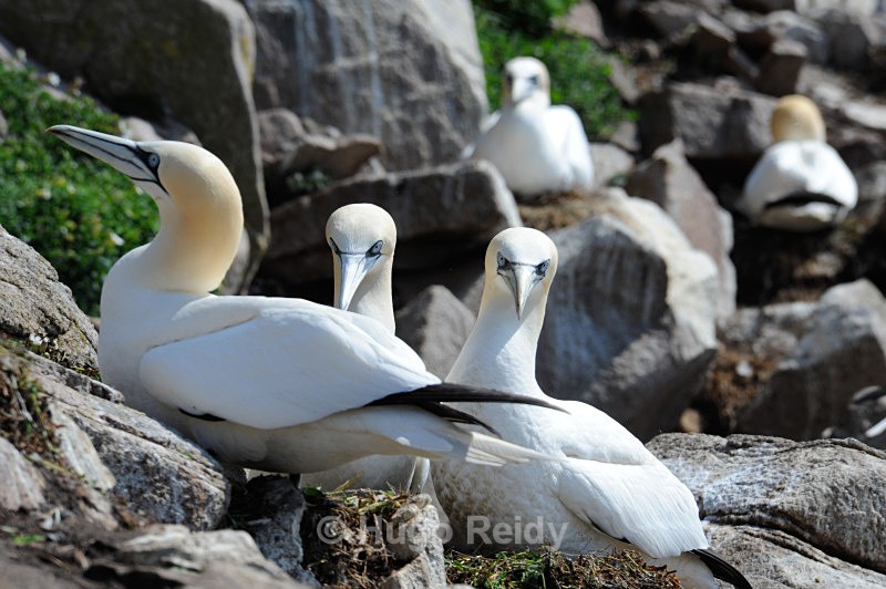  - Saltee Islands Birdlife