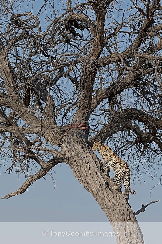 Leopard - Botswana ~ The Mammals