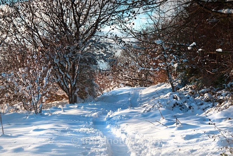 Winter's Path. - Snow Scene's /Winter