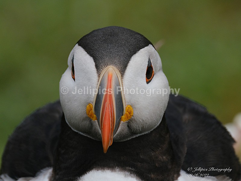  - Wildlife and Nature