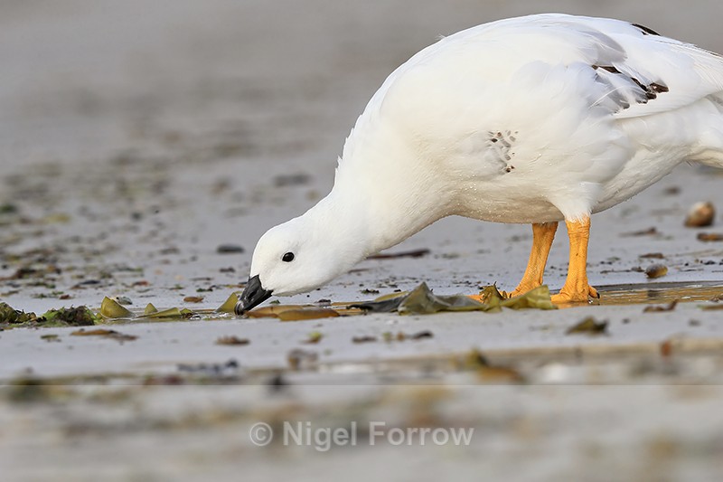 Kelp Goose (male) drinking close view, Carcass Settlement, Falklands - Kelp Goose