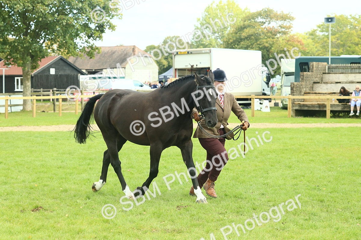 SBM_66470 - S34 - Rehabilitated Rescue Horse & Pony In Hand & Ridden