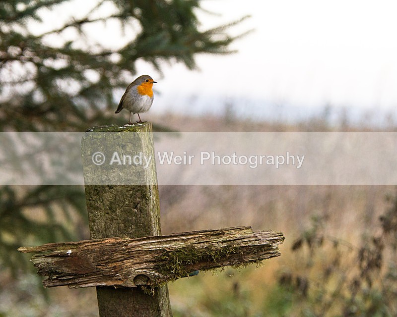 20121202-_MG_1752 - Robin