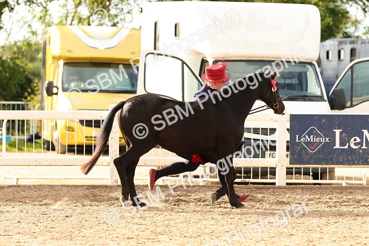 SBM_18349 - Class 318 - IH Part Bred Horse Pony
