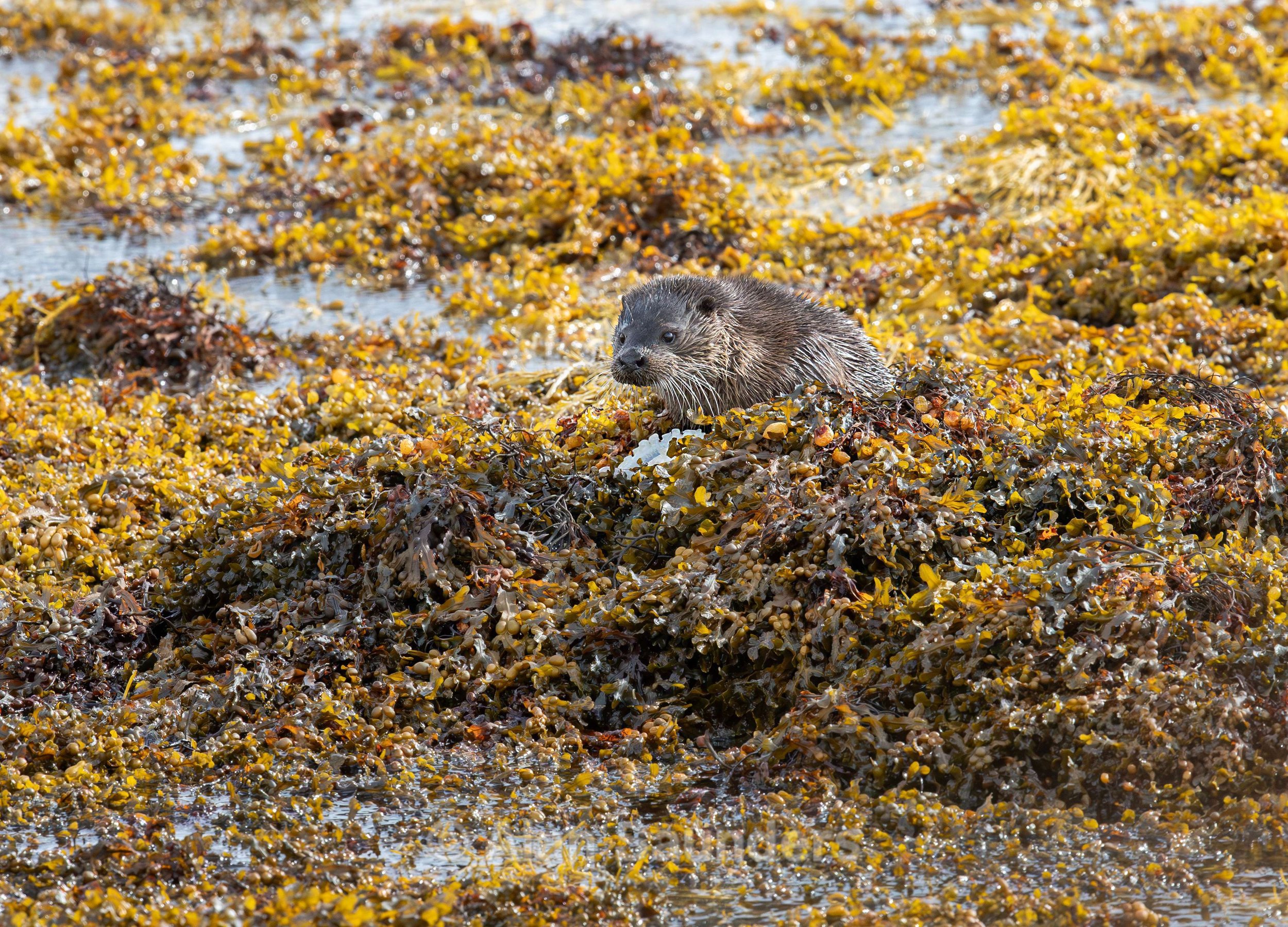 Eurasian Otter 15