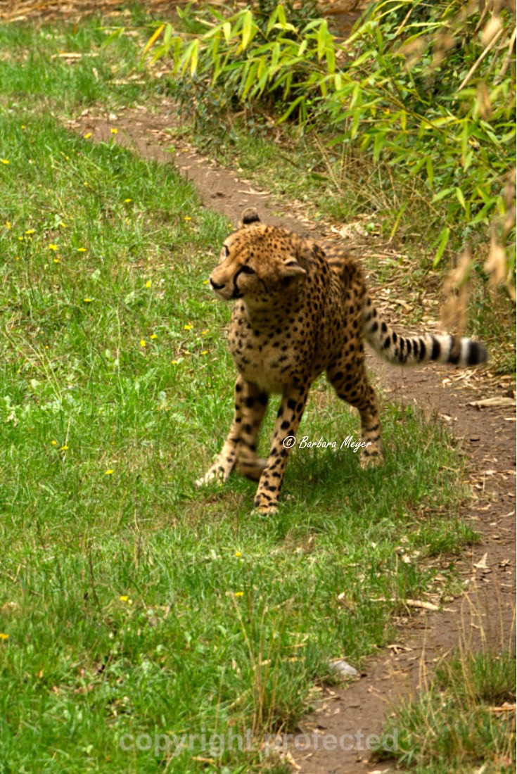Cheetah - Abasi - Big Cats