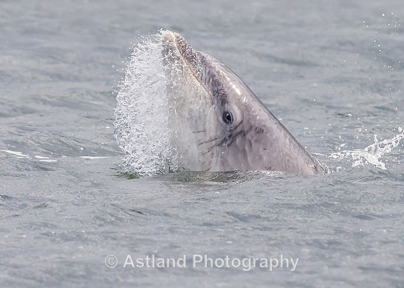 Astland Photography, Bird and Wildlife Images, Susan and Peter Wilson, U.K.