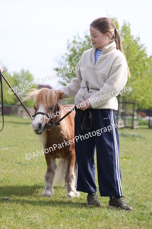 20260426-3153 - Class 26 - Shetland Ponies and Minitures