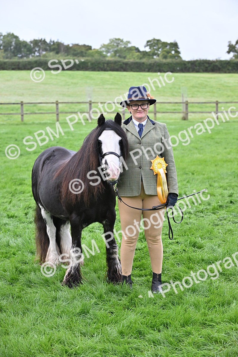 SBM_56975 - S45 - Coloured Pony In Hand