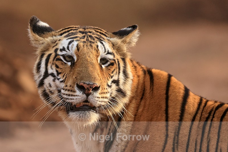 Bengal Tigress portrait, Panna reserve, Madhyra Pradesh, India - Tiger
