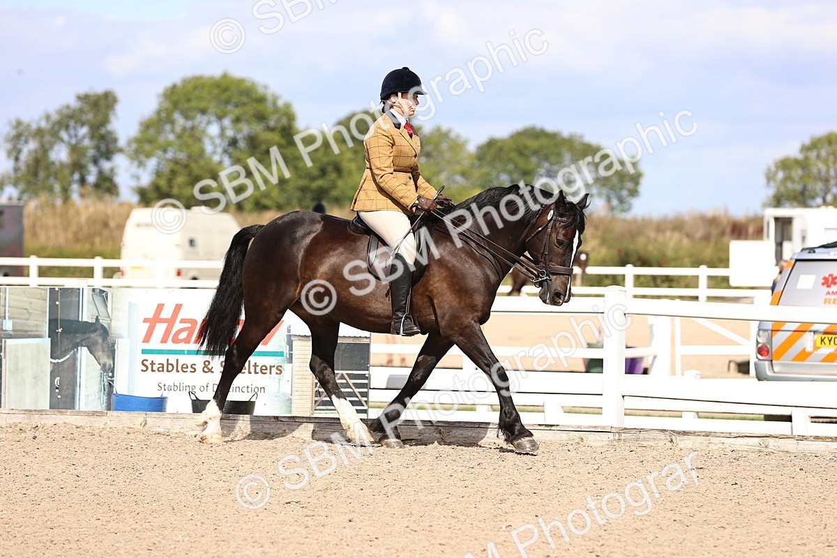 SBM_14348 - Class 412 - Handsomest Gelding (IH or Ridden)Adult
