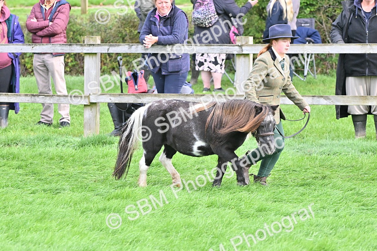 SBM_56931 - S45 - Coloured Pony In Hand