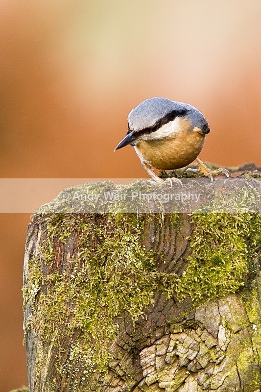 20120218-_MG_9021 - Nuthatch & Treecreepers