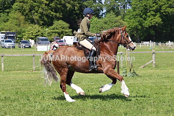 IMG_4358 - Working Hunter
